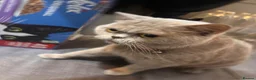 Mixed Breed cats for sale: Mixed kittens  in Bristol - Advert 3