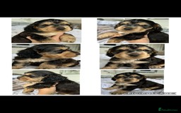 Cocker Spaniel dogs for sale: OUTSTANDING KC REG COCKER SPANIEL PUPPIES  - Image 7