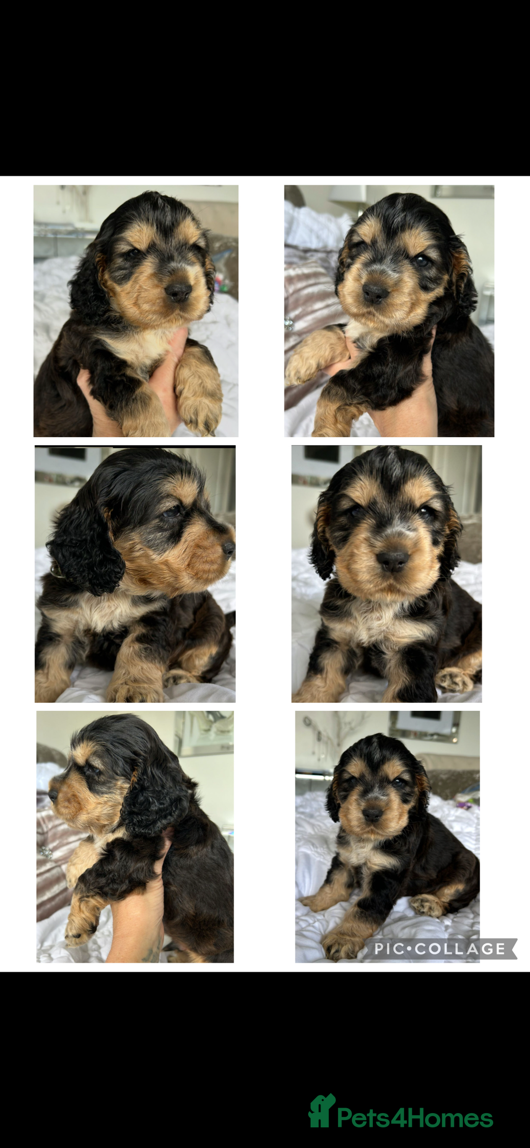 Cocker Spaniel dogs for sale: OUTSTANDING KC REG COCKER SPANIEL PUPPIES  - Image 7