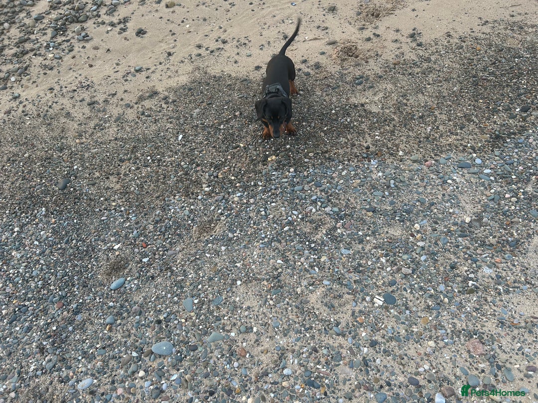 Miniature Dachshund dogs for sale: Dolly 1 year old  - Advert 2