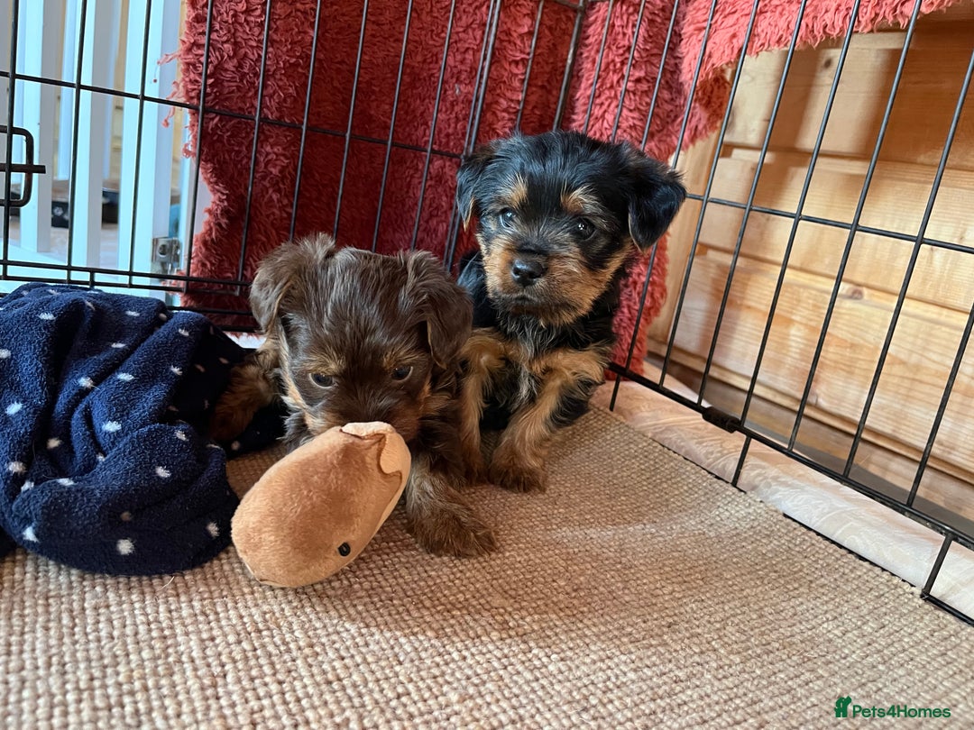 Yorkshire Terrier dogs for sale: Yorkshire terrier puppy’s  - Advert 2