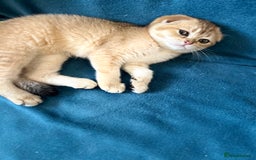 Scottish Fold cats for sale: Gold Chinchilla Scottish fold baby’s  - Image 21