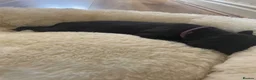 Lurcher dogs for sale: Beautiful Lurcher Puppies for Sale - Advert 8