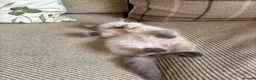 Ragdoll cats for sale: Beautiful Pure Ragdoll kittens - Advert 39