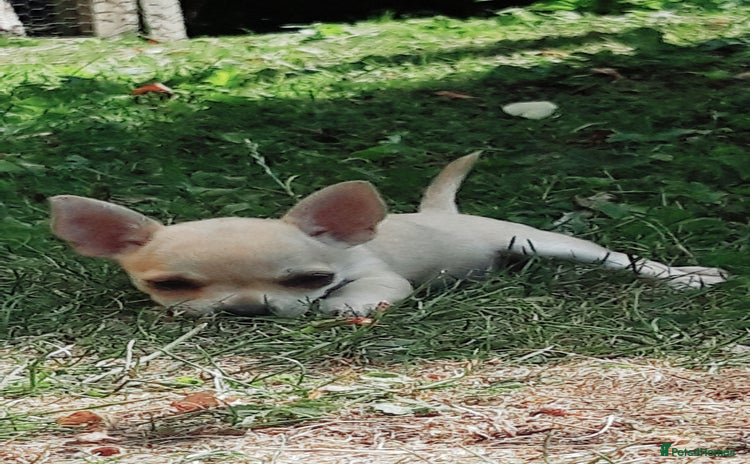Chihuahua dogs - Advert 2