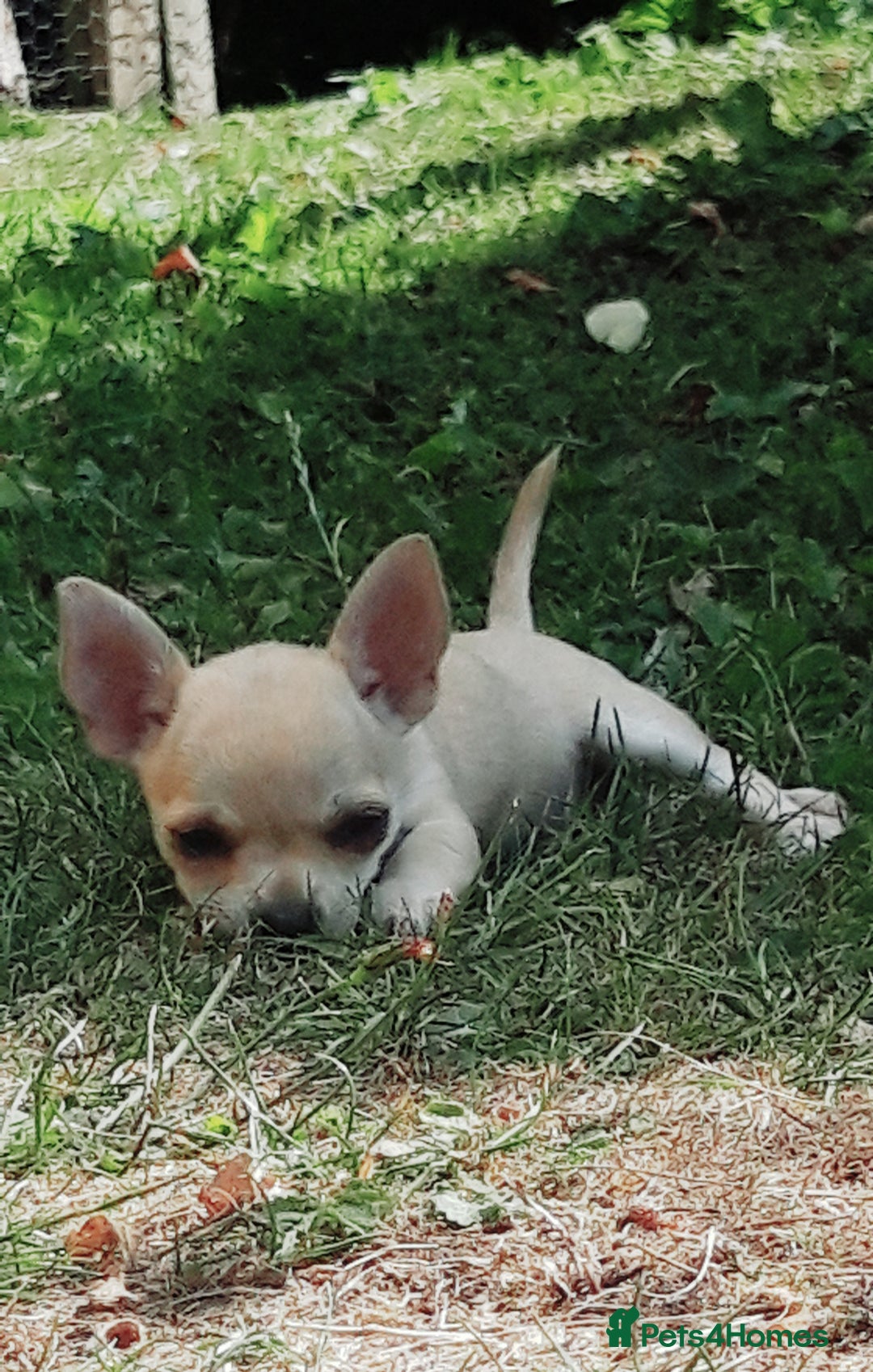 Chihuahua dogs for sale: Chihuahua puppies  - Image 1