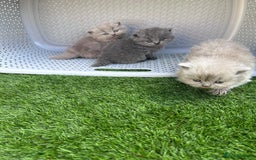 British Longhair cats for sale: Beautiful litter of 5 - Image 2