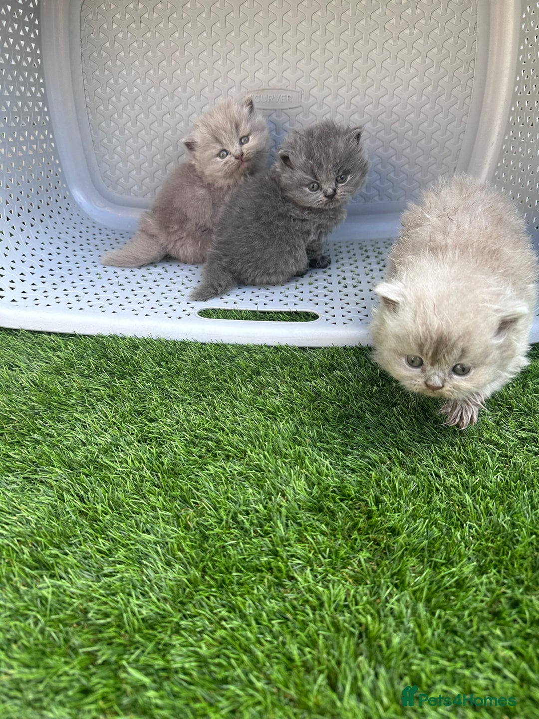 British Longhair cats for sale: Beautiful litter of 5 - Image 2