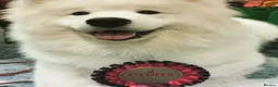Samoyed dogs for sale: KC 5th gen. stunning Samoyeds in Beverley - Advert 2