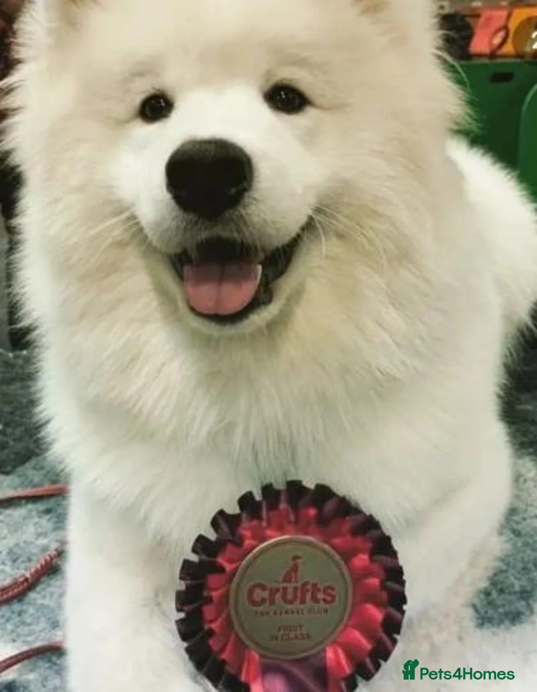 Samoyed dogs for sale: KC 5th gen. stunning Samoyeds in Beverley - Advert 2