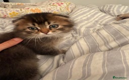 British Shorthair cats for sale: British short hair and Scottish fold  - Image 6