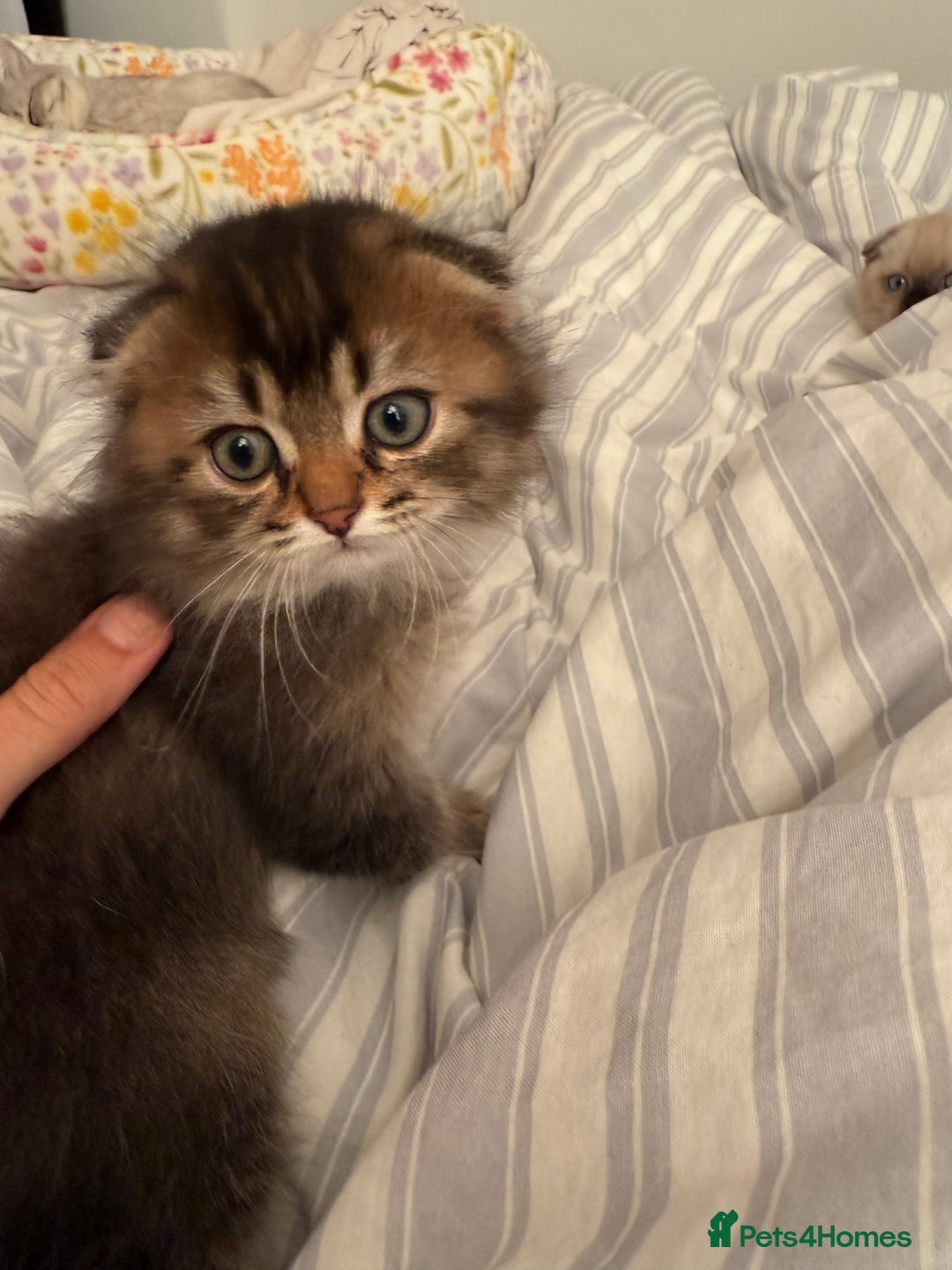 British Shorthair cats for sale: British short hair and Scottish fold  - Image 6