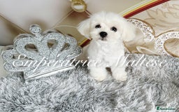 Maltese dogs for sale: KC Reg Korean type- Maltese Puppies by Emperatrice - Image 25