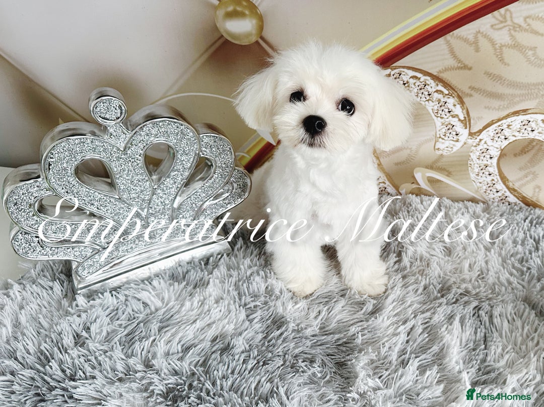 Maltese dogs for sale: KC Reg Korean type- Maltese Puppies by Emperatrice - Image 25