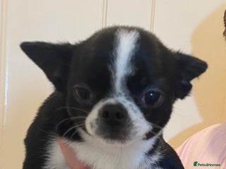 Chihuahua dogs Two Smooth Coat Chihuahua Boys - Ready Now - Advert 1