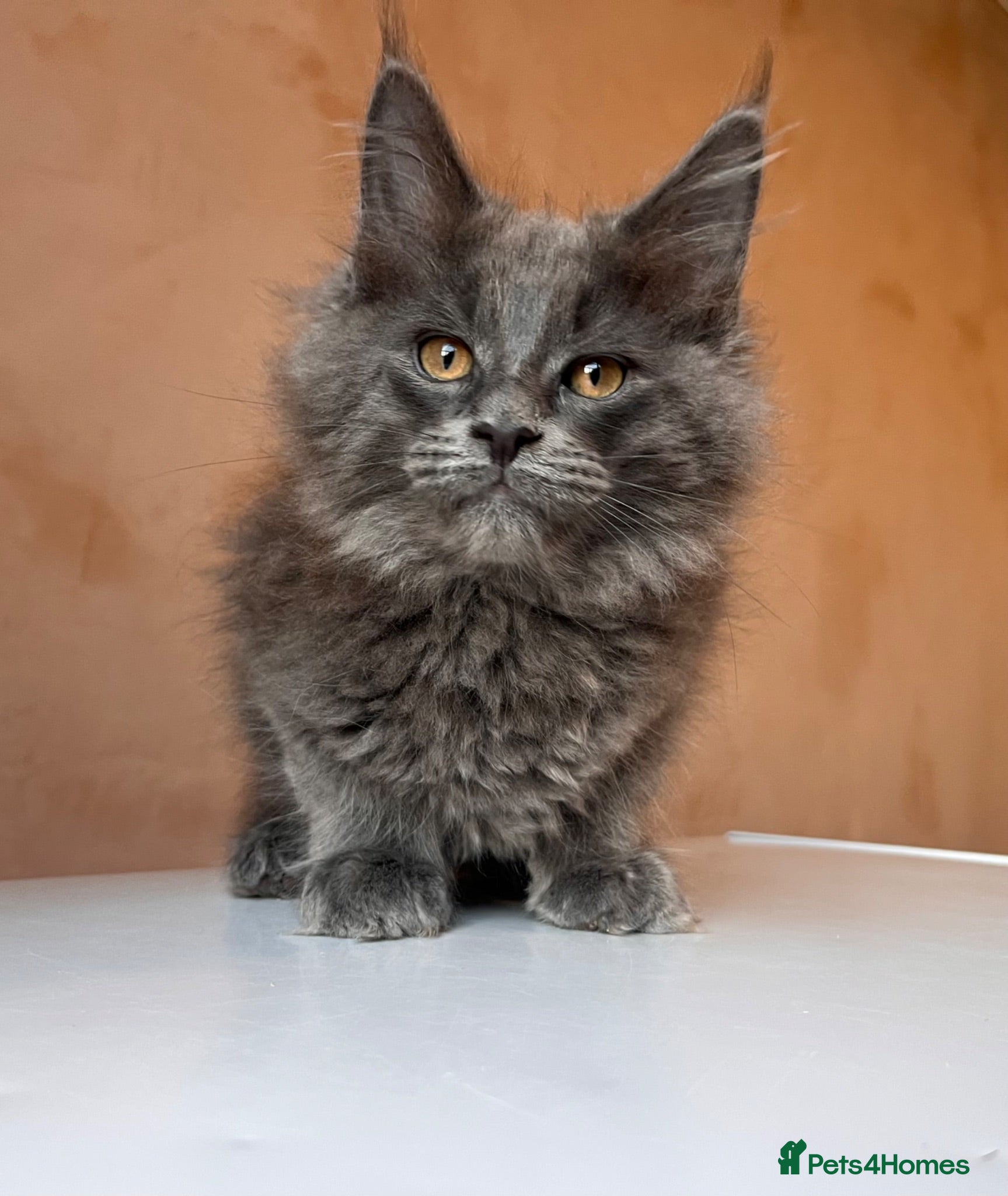 Maine Coon cats GCCF Maine Coon Kittens  - Advert 15