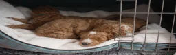 Australian Labradoodle dogs for stud: Tuxedo Max Available for Stud - Advert 12