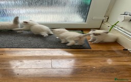 Ragdoll cats for sale: Beautiful pure ragdoll kittens  - Image 2