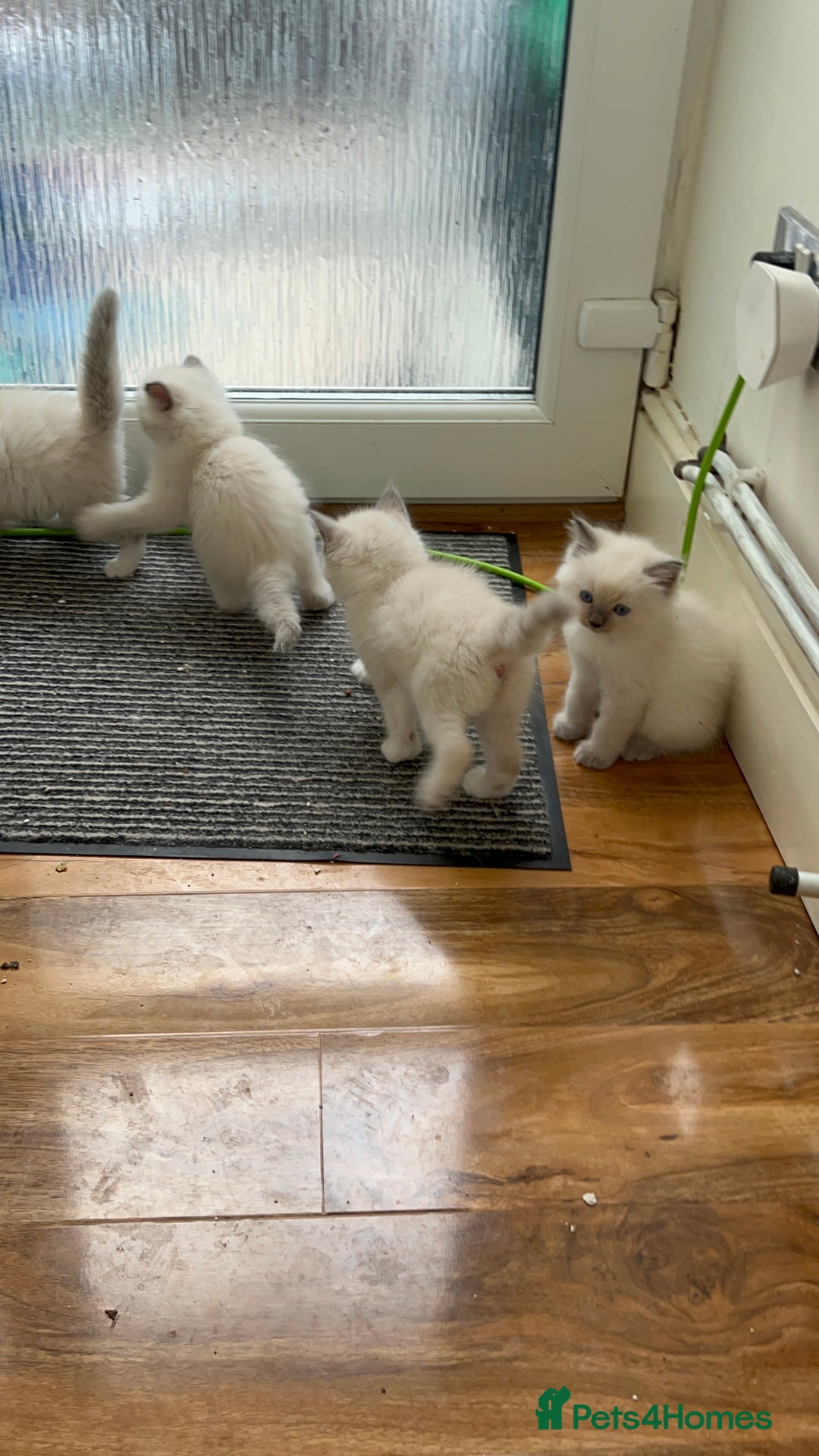 Ragdoll cats for sale: Beautiful pure ragdoll kittens  - Image 2