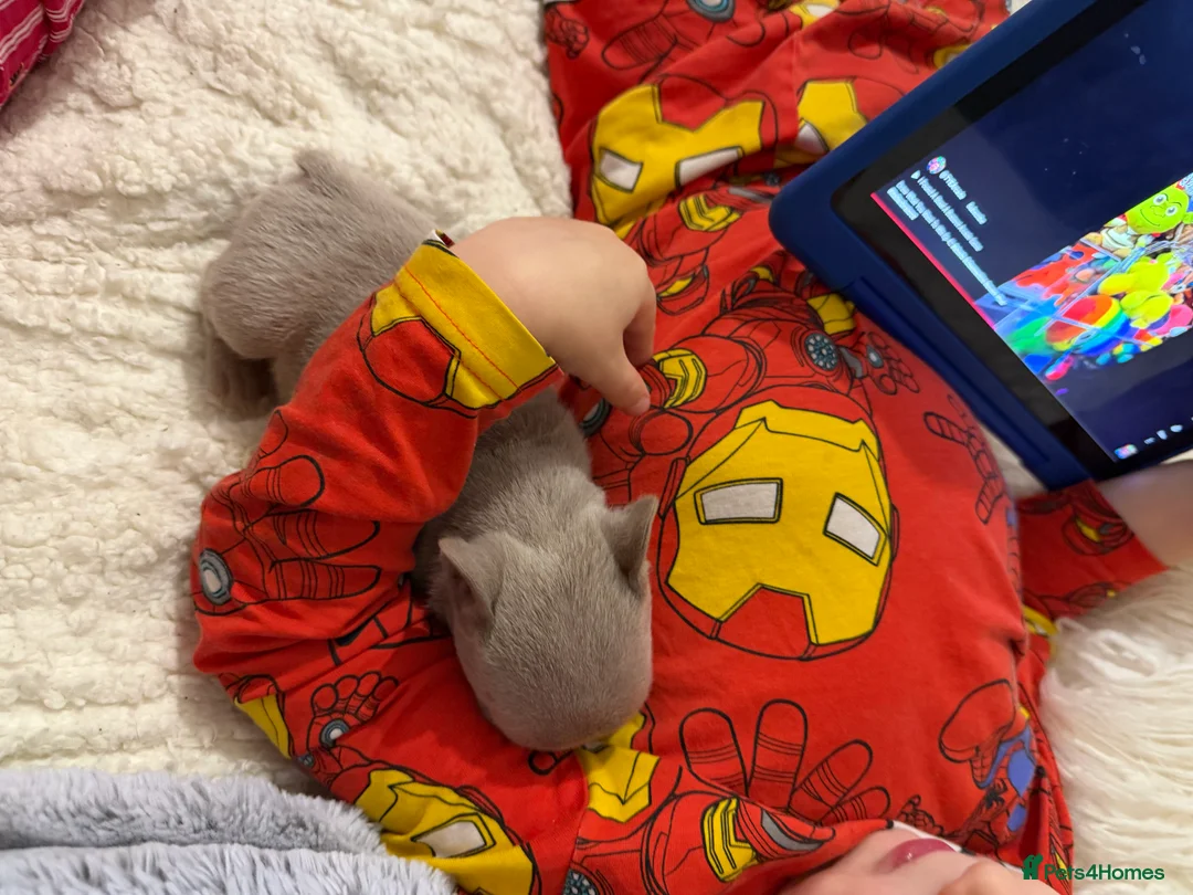 French Bulldog dogs for sale: Gorgeous Lilac, Pink Isabella, & Blue Frenchies - Advert 9