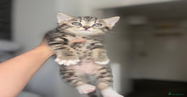 Scottish Fold cats - Advert 6