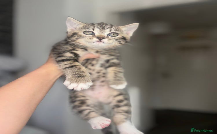 Scottish Fold cats - Advert 15