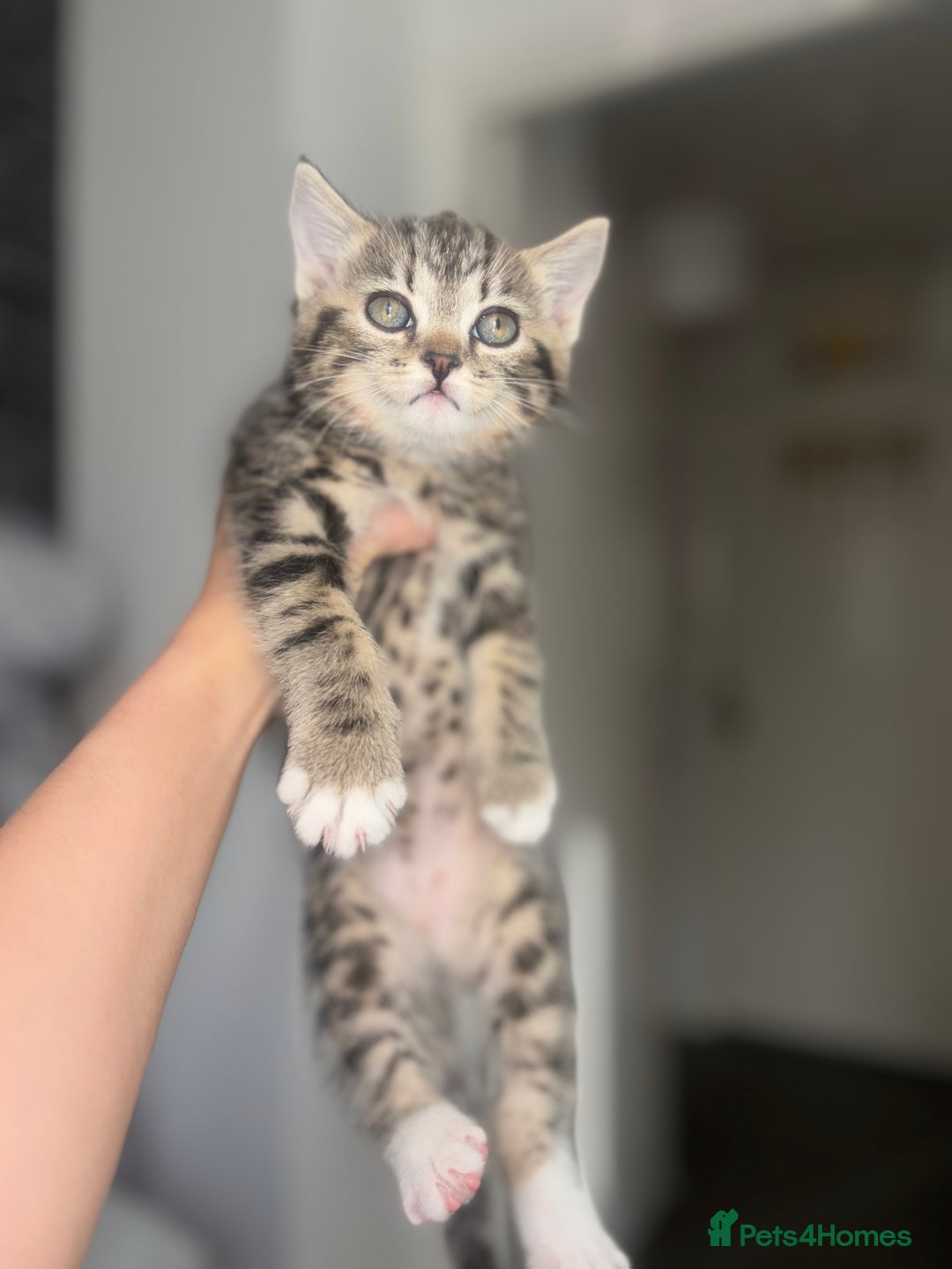 Scottish Fold cats for sale: Adorable Scottish Straight Kittens 💞 - Image 1