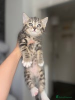 Scottish Fold cats - Advert 11