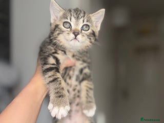 Scottish Fold cats - Advert 1
