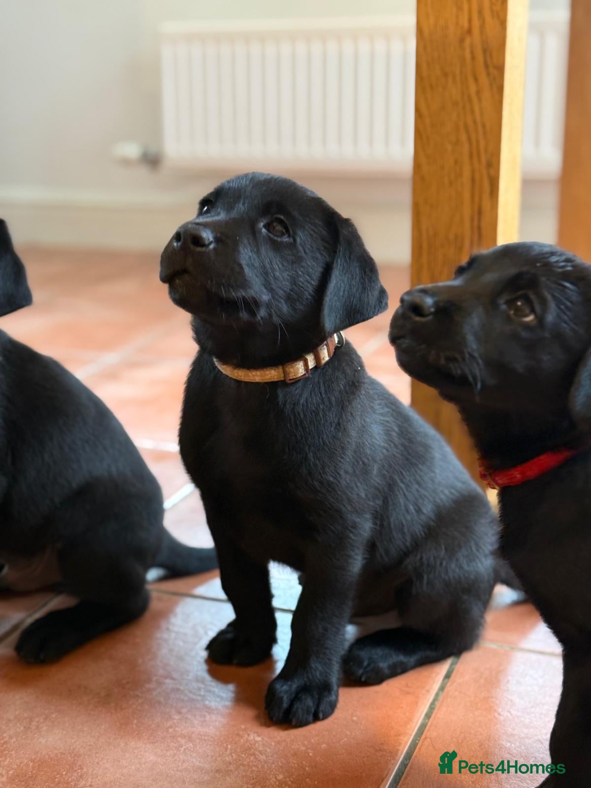 Labrador Retriever dogs ** KC REGISTERED Labrador Puppies ** - Advert 1