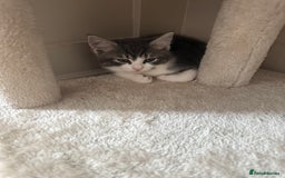 Mixed Breed cats for sale: Two lovely boys - Image 29