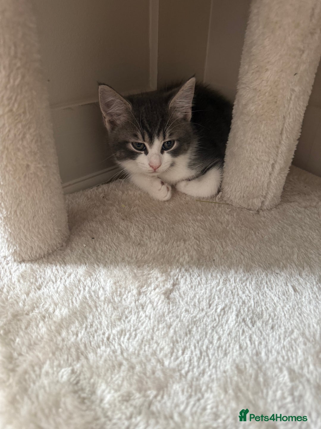 Mixed Breed cats for sale: Two lovely boys - Image 29