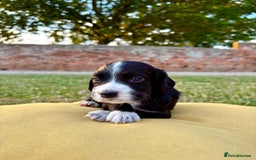 Cocker Spaniel dogs for sale: Cocker Spaniel male left KC Registered Docked  - Image 17