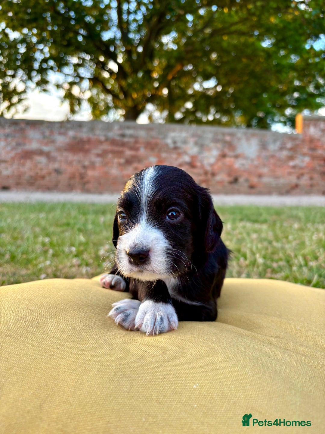 Cocker Spaniel dogs for sale: Cocker Spaniel male left KC Registered Docked  - Image 17