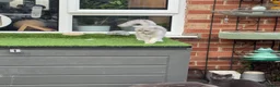 British Shorthair cats for sale: British Shorthair  - Advert 8