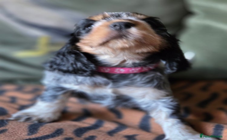 Cocker Spaniel dogs - Advert 1