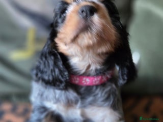 Cocker Spaniel dogs - Advert 4