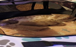 British Shorthair cats for sale: British shorthair - Advert 5