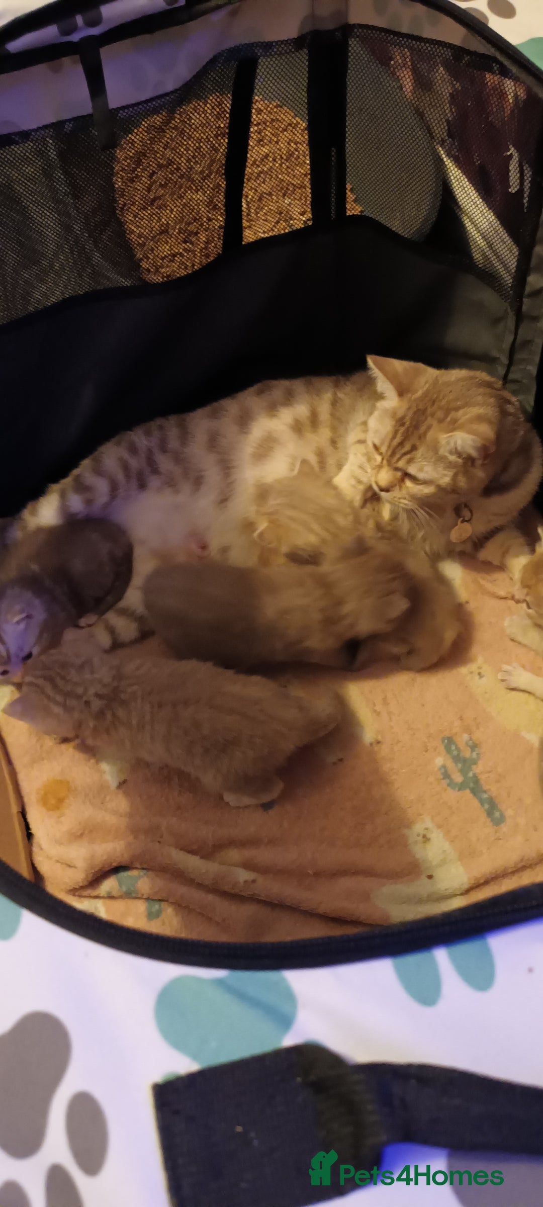 British Shorthair cats for sale: British shorthair - Advert 5