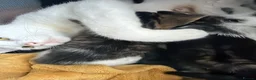 Mixed Breed cats for sale: Kittens  - Advert 5