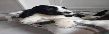Cocker Spaniel 1
