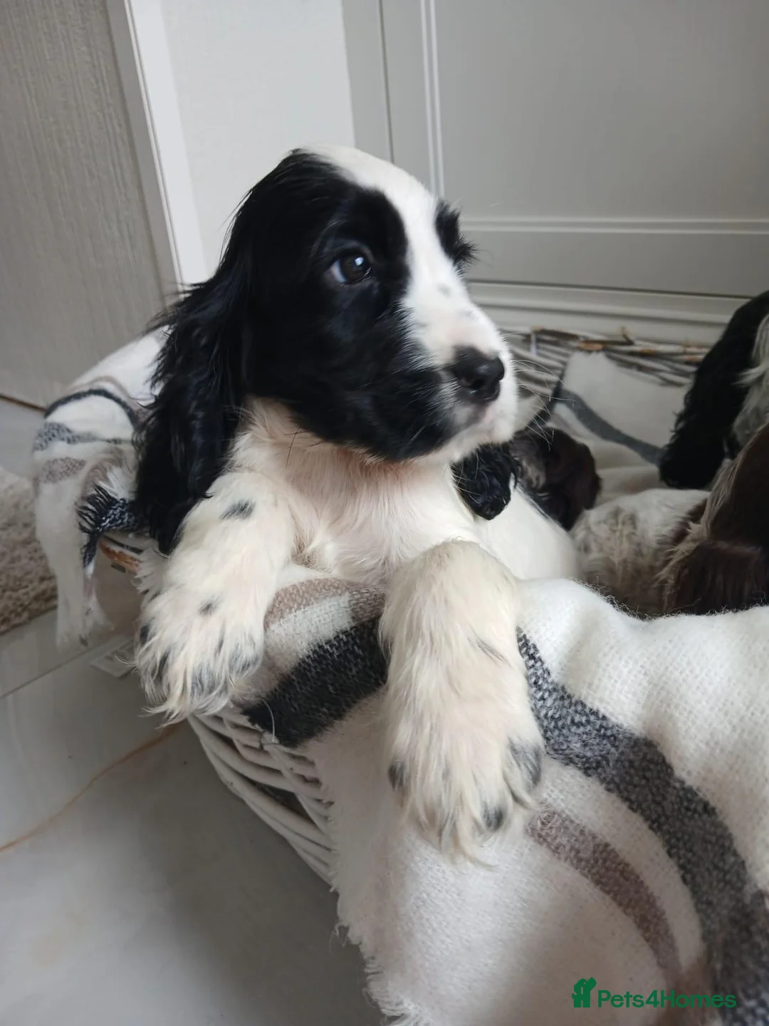 Cocker Spaniel dogs for sale: Beatiful Cocker spaniel puppies - Advert 2