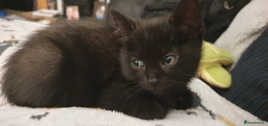 Mixed Breed cats for sale: 3 beautiful boy kittens ready for forever homes - Advert 3