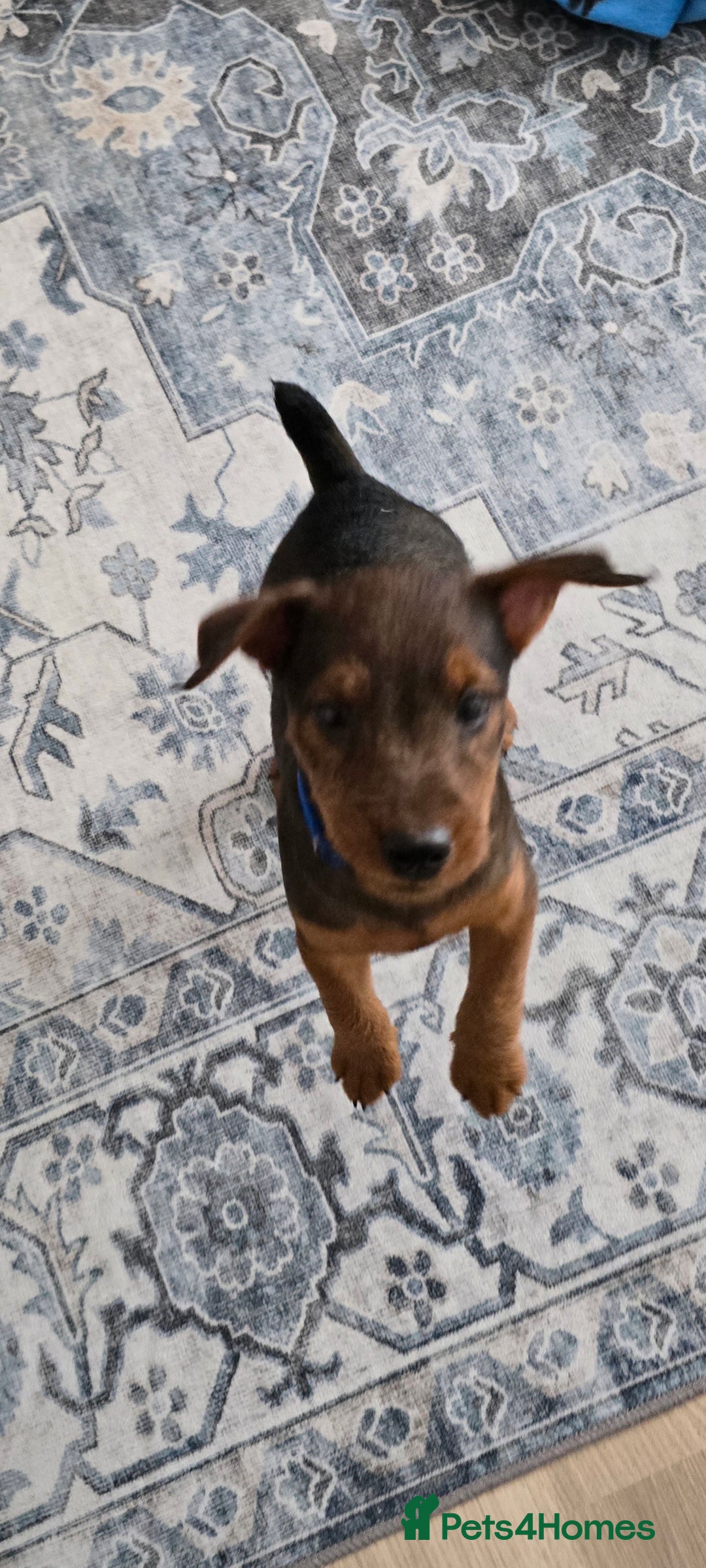 Lakeland Terrier dogs for sale: Lakeland terrier called Chop - Image 8