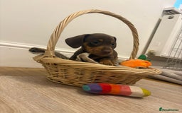 Miniature Dachshund dogs for sale: Minature dachshund pups  - Image 22