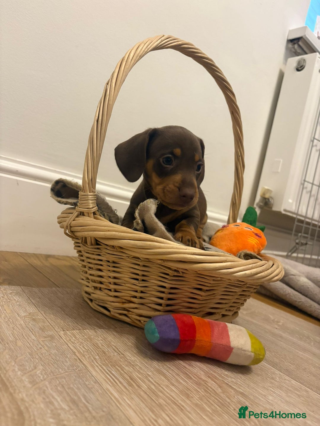 Miniature Dachshund dogs for sale: Minature dachshund pups  - Image 22