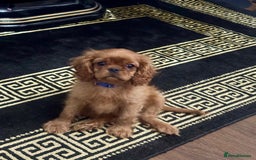 Cavalier King Charles Spaniel dogs for sale: Ready now cavalier King Charles spaniel  - Image 3