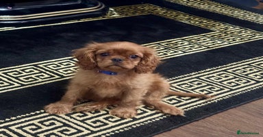 Cavalier King Charles Spaniel dogs - Advert 6