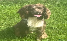 Cocker Spaniel dogs for stud: MERLE cocker spaniel at stud  in Rowlands Gill - Image 3
