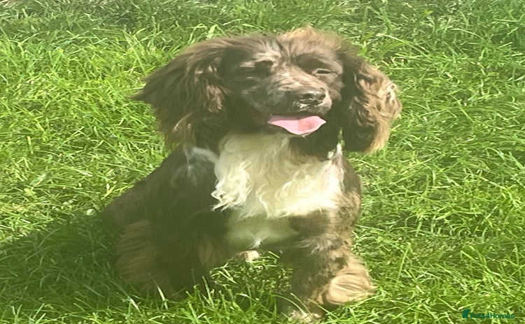 Cocker Spaniel dogs in Rowlands Gill - Advert 14
